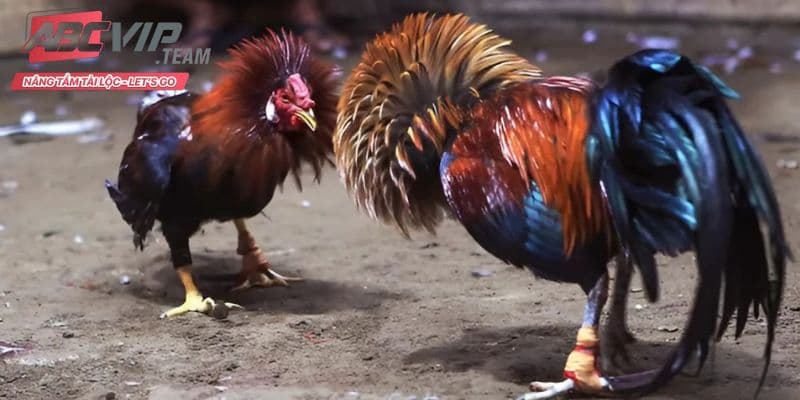 Đa dạng thể loại chọi gà