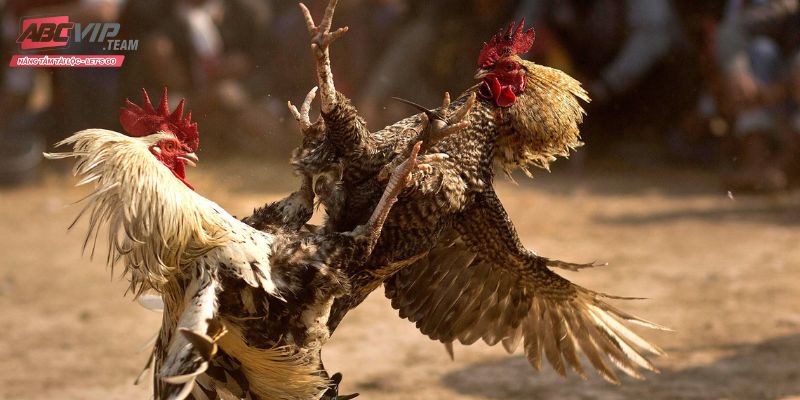 Đá gà đầy sự kịch tính