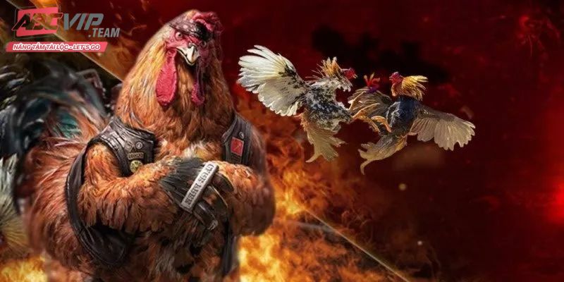 Đá gà Abc8 - Nơi quy tụ nhiều trận đấu