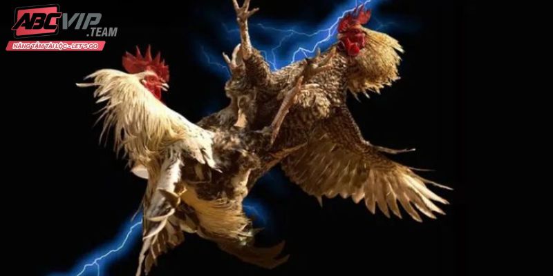 Đấu gà nòi truyền thống