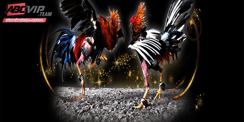 Hướng dẫn cách đặt cươc, xem đá gà ABC8