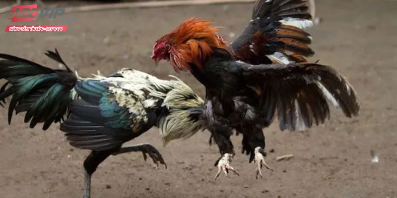 Các hình thức đá gà kịch tính và hấp dẫn