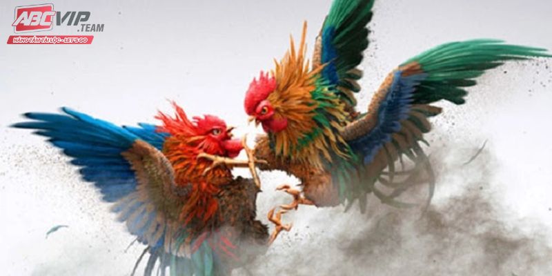 Trực tiếp đá gà cực sắc nét